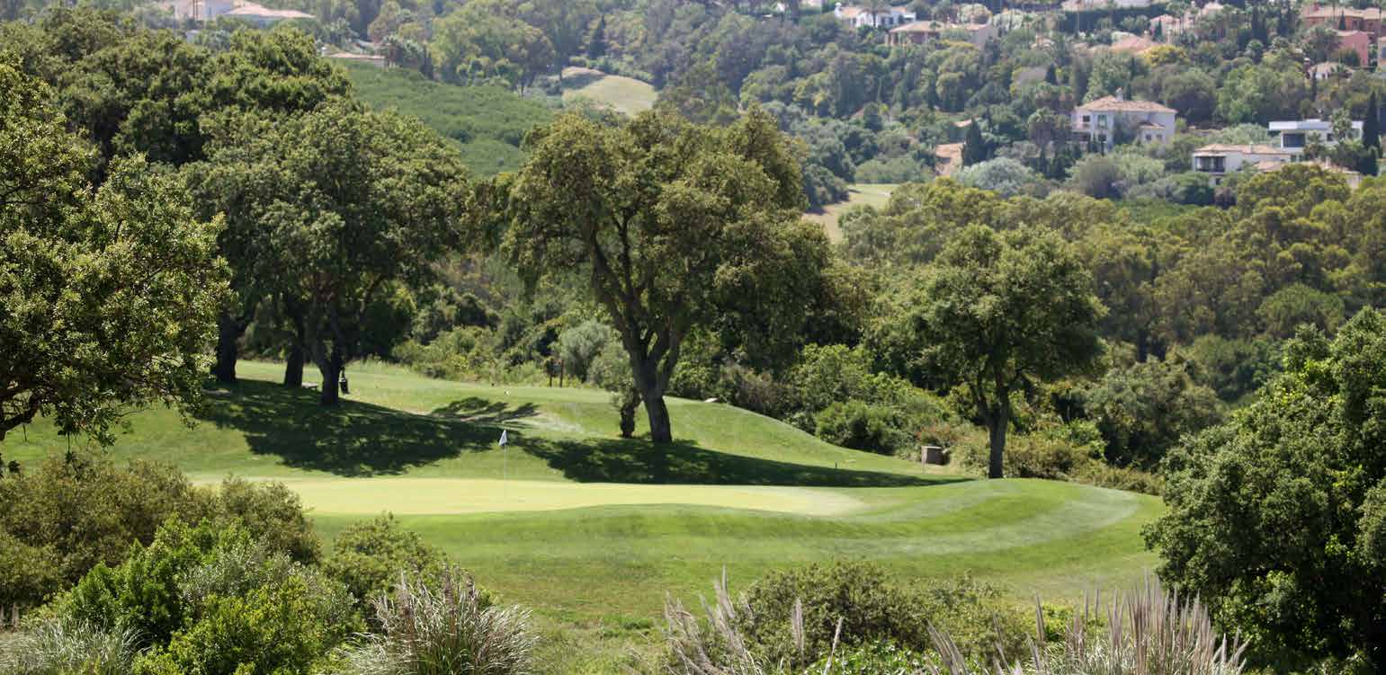 Cork oaks on the San Roque Club course